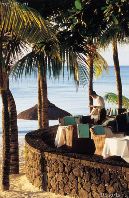 Royal Palm 41
